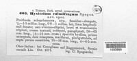 Hysterium culmifragum image